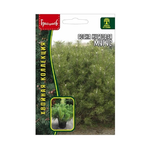 Сосна Мугус кустовая 10шт_10