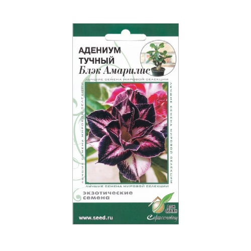Адениум тучный Блэк Амарилис 3 шт_10