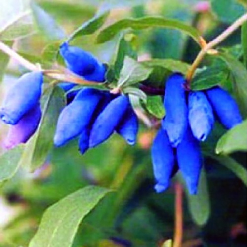 Жимолость Длинноплодная съедобная 1шт _1