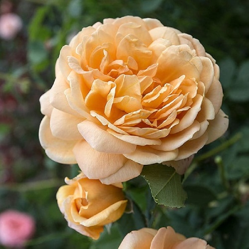 Роза Краун Принцесс Маргарет английская 1шт._Crown Princess Margareta_1_10