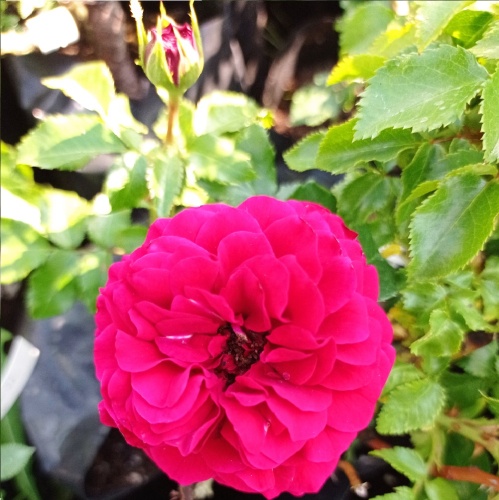 Роза Фурланд флорибунда 1шт_Feuerland_1_10