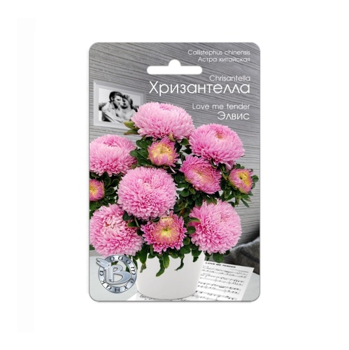 Астра Хризантелла Элвис  30шт_5