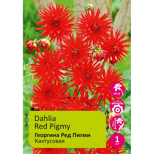 Георгина Ред Пигми 1шт_Dahlia Red Pygmy