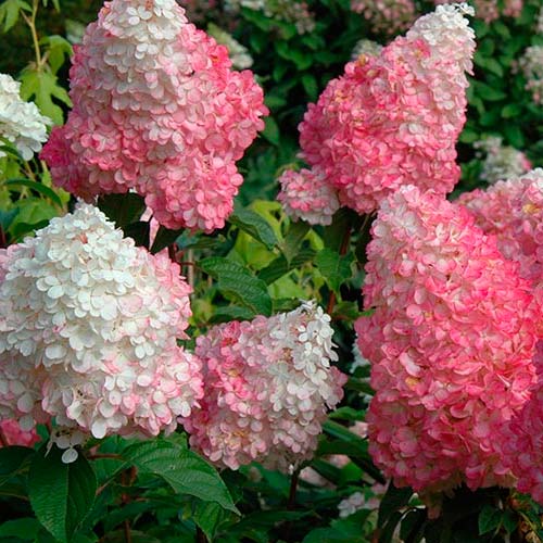 Гортензия метельчатая Ваниль Фрайз 1шт