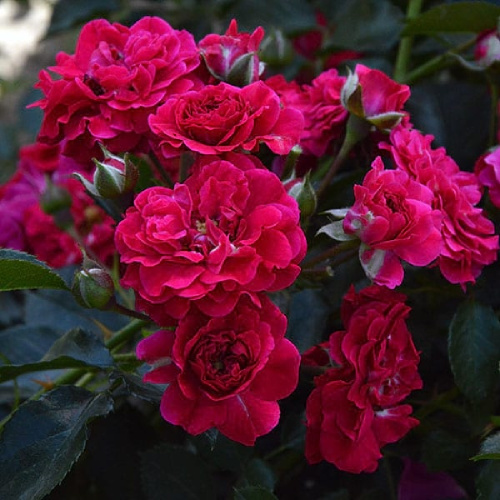 Роза Хеллоу почвопокровная 1шт._Hello _20