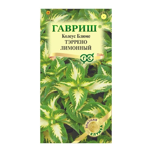 Колеус Тэррено лимонный  4шт_10
