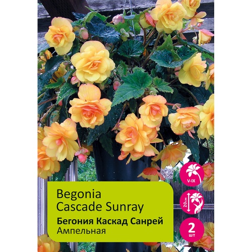 Бегония Каскад Санрей 4_5 2шт _Begonia Cascade Sunray 