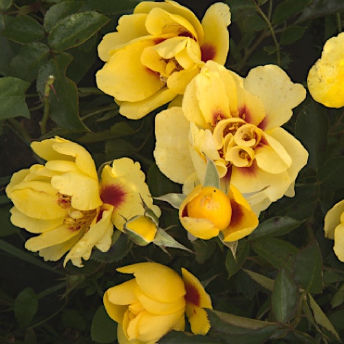 Роза Айконик плетистая 1шт _ Eyeconic _20