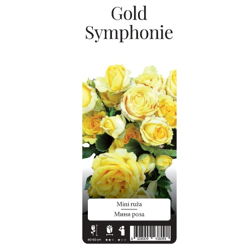 Роза Голд Симфони миниатюрная 1шт._Gold Symphonie  _20