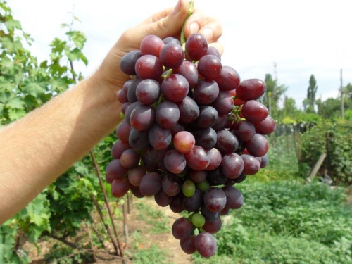 Виноград Краса Никополя плодовый 1шт