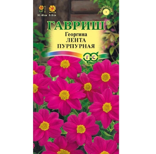 Георгина Лента пурпурная  0_2гр_10