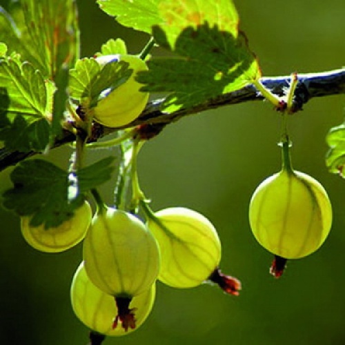 Крыжовник Русский желтый 1шт.