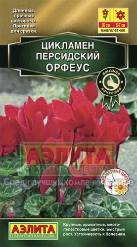Цикламен Орфеус персидский  3шт_10