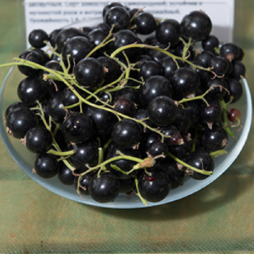 Смородина черная Пигмей 1шт