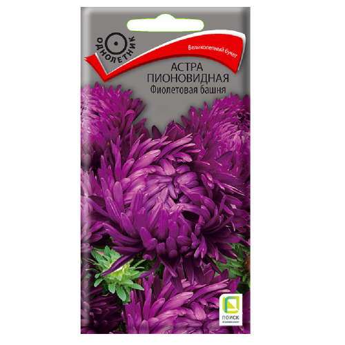 Астра пионовидная Фиолетовая башня  0_3гр_10