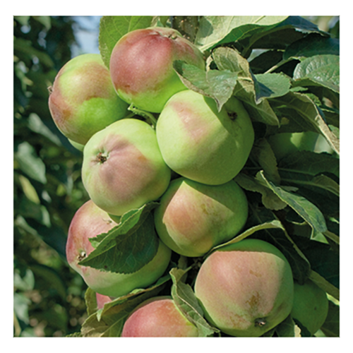 Яблоня колонновидная Каскад