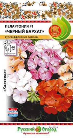 Пеларгония Черный бархат F1  5шт_10_200