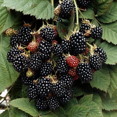 Ежевика Блэк Сатин 1шт (бесшипная) _1