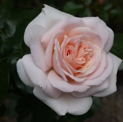 Роза Принц Жардиньер  чайно-гибридная1 шт_Prince Jardinier_10