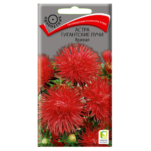 Астра Гигантские лучи Красная  0_3гр_10