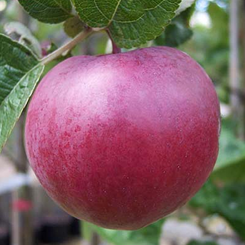 Яблоня Спартан (подвой семенной) (в сетке) 1шт