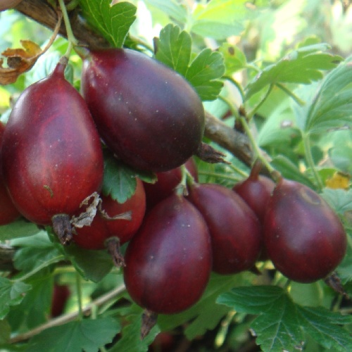 Крыжовник Грушенька 1шт С2