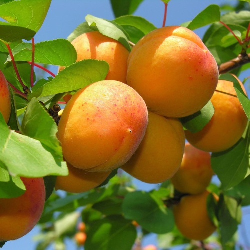 Абрикос Монастырский (подвой абрикос) (в сетке)