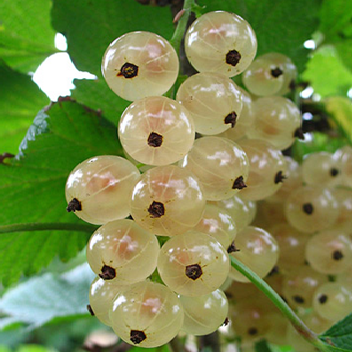 Смородина белая Беляна традиционные сорта 1шт.