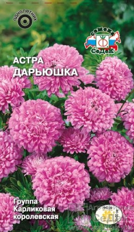 Астра Дарьюшка  0_2гр_10