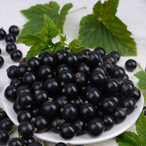 Смородина черная Мулатка  1шт 