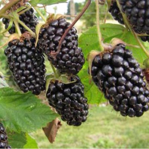 Ежевика Коламбия Санрайз люкс 1шт