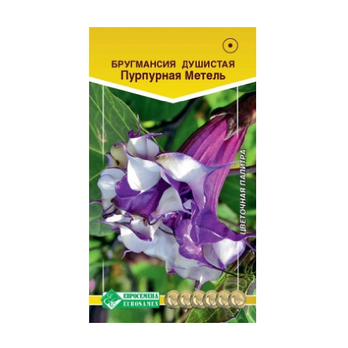 Бругмансия Пурпурная Метель душистая 3шт_10