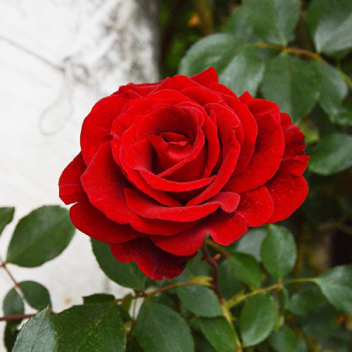 Роза Николо Паганини флорибунда 1шт._Niccolo Paganini  _20