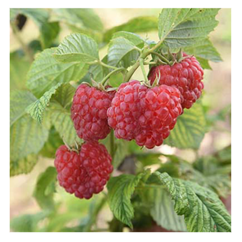 Малина Краса России ремонтантная 1шт.