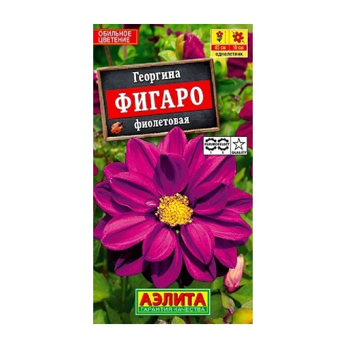 Георгина Фигаро фиолетовая махровая  7шт_10