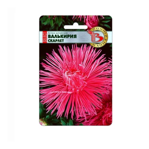 Астра Валькирия селект Скарлет  30шт_5