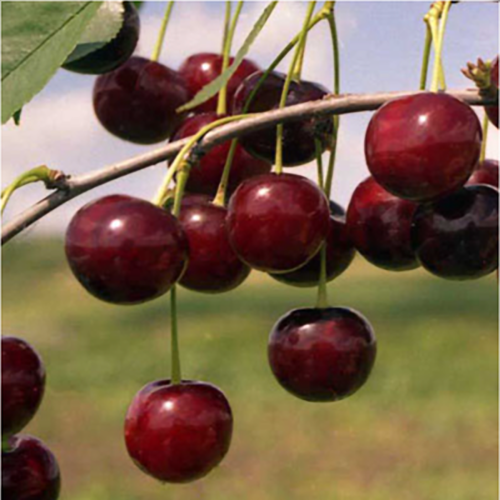 Вишня Любская (подвой вишня Магалебская) (в сетке)