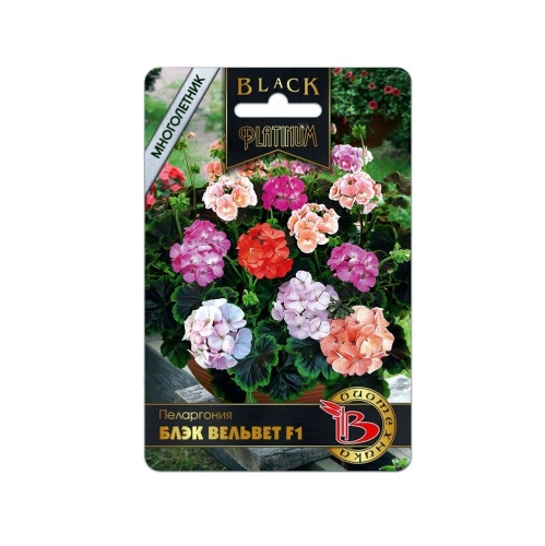 Пеларгония Блэк Вельвет F1  5шт_5_10