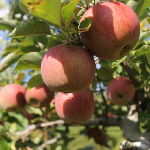 Яблоня Орлинка подвой 54-118 полукарл (в сетке) 1шт