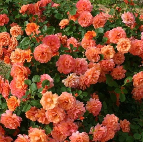 Роза Вестерлэнд грандифлора 1шт_Westerland_10