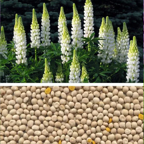 Люпин однолетний 0_25кг_50