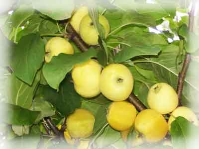 Яблоня Китайка золотая ранняя 1шт