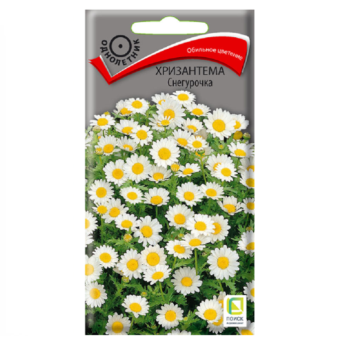Хризантема Снегурочка  30шт_10