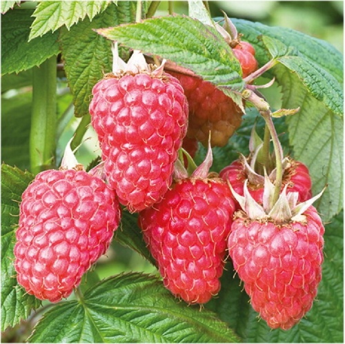 Малина Самородок ремонтантная 1шт