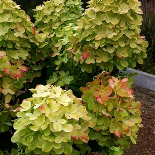 Гортензия метельчатая Граффити 1 шт.