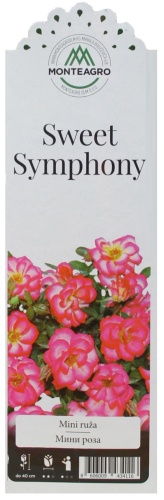 Роза Свит Симфони миниатюрная 1шт_Sweet Symphony