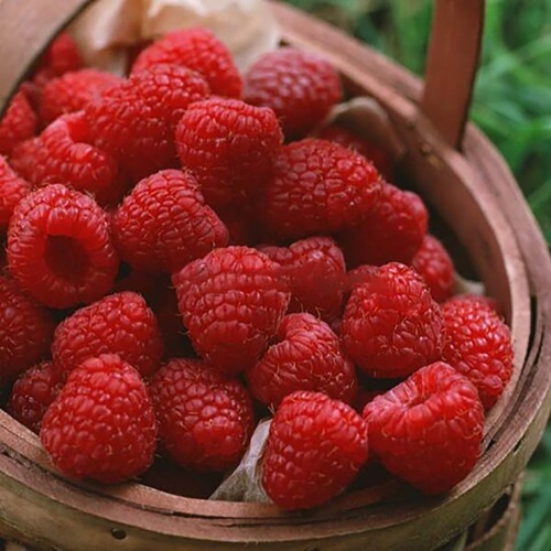 Малина Крепыш перспективные сорта 1шт