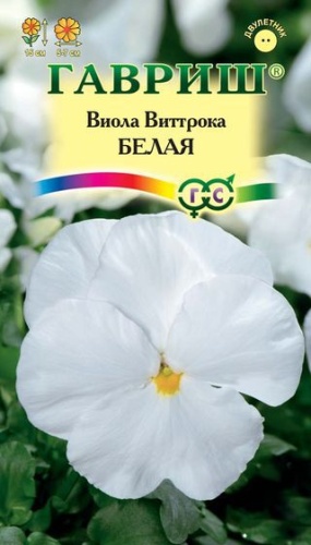 Виола Виттрока Белая  0_1гр_10