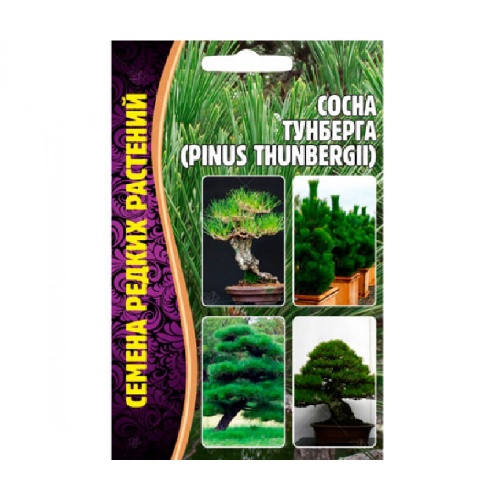 Сосна Тунберга (Pinus thunbergii)  10шт_10