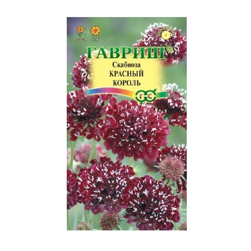 Скабиоза Красный король темнопурпурная махровая 6шт_10